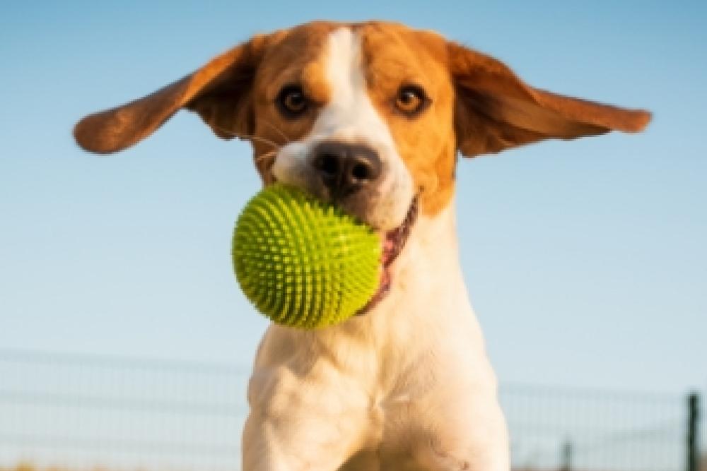 Chien heureux court avec une balle verte dans la bouche.